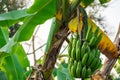 Close-up of bananas tree in the backyard Royalty Free Stock Photo