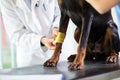 Close up of bandaging a bandage on great Dane's hurt paw