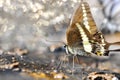 Close up of Banded Swallowtail butterfly eating minerals Royalty Free Stock Photo