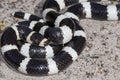 Bandy Bandy Snake Royalty Free Stock Photo