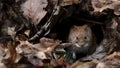 A Bank Vole (Clethrionomys glareolus)