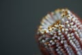 Closeup of Banksia flower also know as Australian honeysuckle on dark background Royalty Free Stock Photo