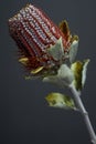 Closeup of Banksia flower also know as Australian honeysuckle on dark background Royalty Free Stock Photo