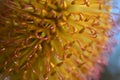 Close up of Banksia spinulosa Royalty Free Stock Photo