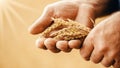 Close-up banner macro golden barley ears in hands of farmer in field. Concept nature sunlight background Royalty Free Stock Photo