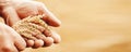 Close-up banner macro golden barley ears in hands of farmer in field. Concept nature sunlight background