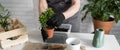 Close-up banner spring houseplant care, repotting houseplants copy space. Waking up indoor plants for spring. Female is