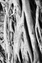 Close-up of Banyan tree roots. Royalty Free Stock Photo