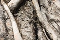 Close-up of banyan tree roots Royalty Free Stock Photo