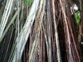 Close up of banyan tree roots with sunlight in the morning. Royalty Free Stock Photo