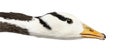 Close-up of a bar-headed goose, isolated Royalty Free Stock Photo
