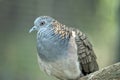 This is a close up of a bar shouldered dove