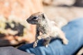 Close-up of barbary ground squirrel on a person`s leg