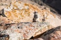 Close-up of barbary ground squirrel on rocks