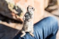 Close-up of Barbary ground squirrel sitting on a person`s leg