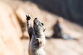 Close-up of Barbary ground squirrel stretching front leg up in the air