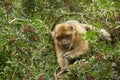 Close up of the Barbary Macaque monkey of Gibraltar.