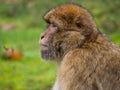 Close-up of a Barbary macaque