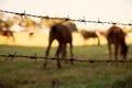 Close up Barbed Wire for the horse area