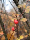 A close up of barberries and thorns