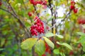 A close up of the barberry