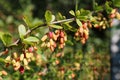 A close up of the barberry (Berberis amurensis)