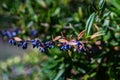 Close up of barberry blue berries