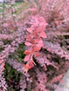 Close-up of a barberry branch with burgundy leaves. Crimson Pygmy Barberry branches. Defocused and blurred nature