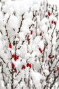 Close-up of barberry branches  with red fruit under the snow in the park during a snowfall Royalty Free Stock Photo