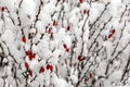 Close-up of barberry branches  with red fruit under the snow in the park during a snowfall Royalty Free Stock Photo