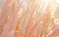 a close up of barefoot grass in front of a sunny day, Royalty Free Stock Photo