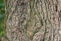 Close Up Bark Of A Acer Campestre Royalty Free Stock Photo