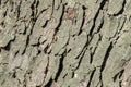 Close Up Bark Of A Aesculus Hippocastanum Tree At Amsterdam The Netherlands 21-3-2022