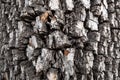 Close-up of bark of american persimmon tree or Diospyros virginiana. Old tree bark texture Royalty Free Stock Photo