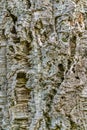 Close up of the bark of a balsa tree. Old tree, many years old. Texture. Royalty Free Stock Photo