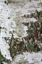 Close up of a Bark of birch tree, macro Royalty Free Stock Photo