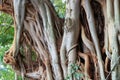 Close up of bark from Calodendrum Capense - also known as a Cape Chestnut tree (Murarachi) in Kenya