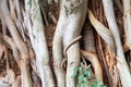 Close up of bark from Calodendrum Capense - also known as a Cape Chestnut tree (Murarachi) in Kenya