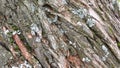 Close up of bark century-old pine tree covered with lichen and green moss.