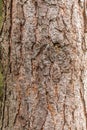 Close up of the bark of the Coarse pine, Pinus sylvestris,