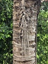 close up of bark of coconut tree Royalty Free Stock Photo
