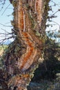 Peeled cork oak tree Royalty Free Stock Photo