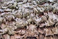 Close-up on bark of the Cork tree Royalty Free Stock Photo