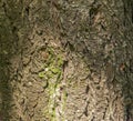 Close-up of the bark of a Douglas fir. Pseudotsuga menziesii in Latin. Background, texture