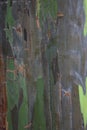 Close up of the bark of a Eucalyptus deglupta, Rainbow Ecualyptus, tree trunk in Maui Royalty Free Stock Photo