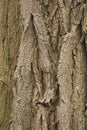 A close-up of the bark of False Acacia