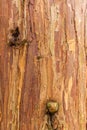 Close up of the bark of the Frankincense cedar, Calocedrus decurrens,