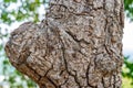 Close up of bark and gnarl