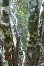 Close Up of the Bark of a Lacebark Pine Tree in Colorado Royalty Free Stock Photo