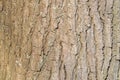 Close Up Bark Of A Liquidambar Styraciflua Tree At Amsterdam The Netherlands 21-3-2024 Royalty Free Stock Photo